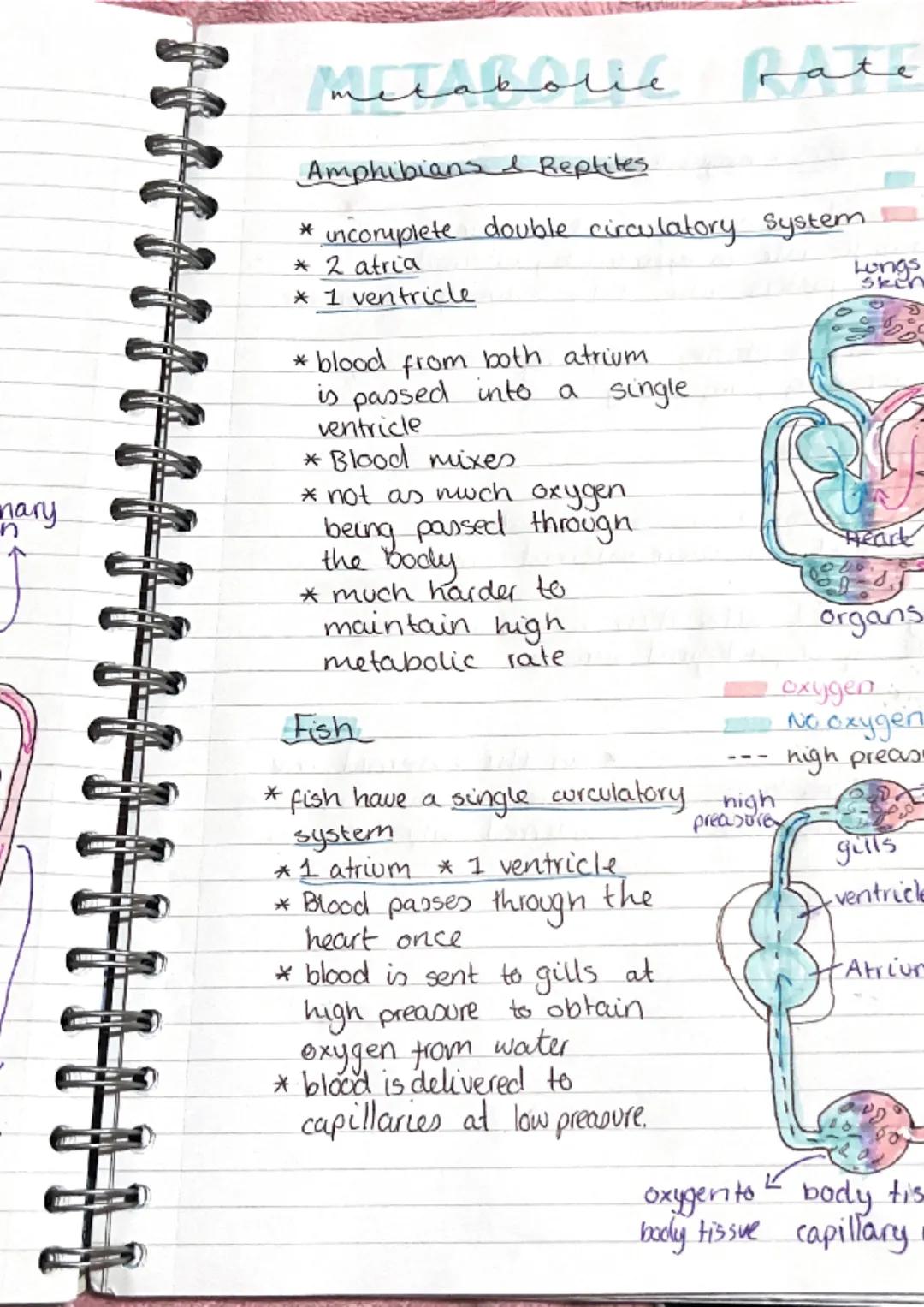 metabolic pathwa
pathways
* metabolism is the term used to describe all
the reactions taking place within.
J
cell.
* Anabolic build up
*Cata