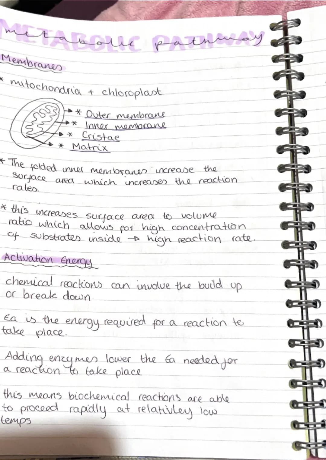 metabolic pathwa
pathways
* metabolism is the term used to describe all
the reactions taking place within.
J
cell.
* Anabolic build up
*Cata