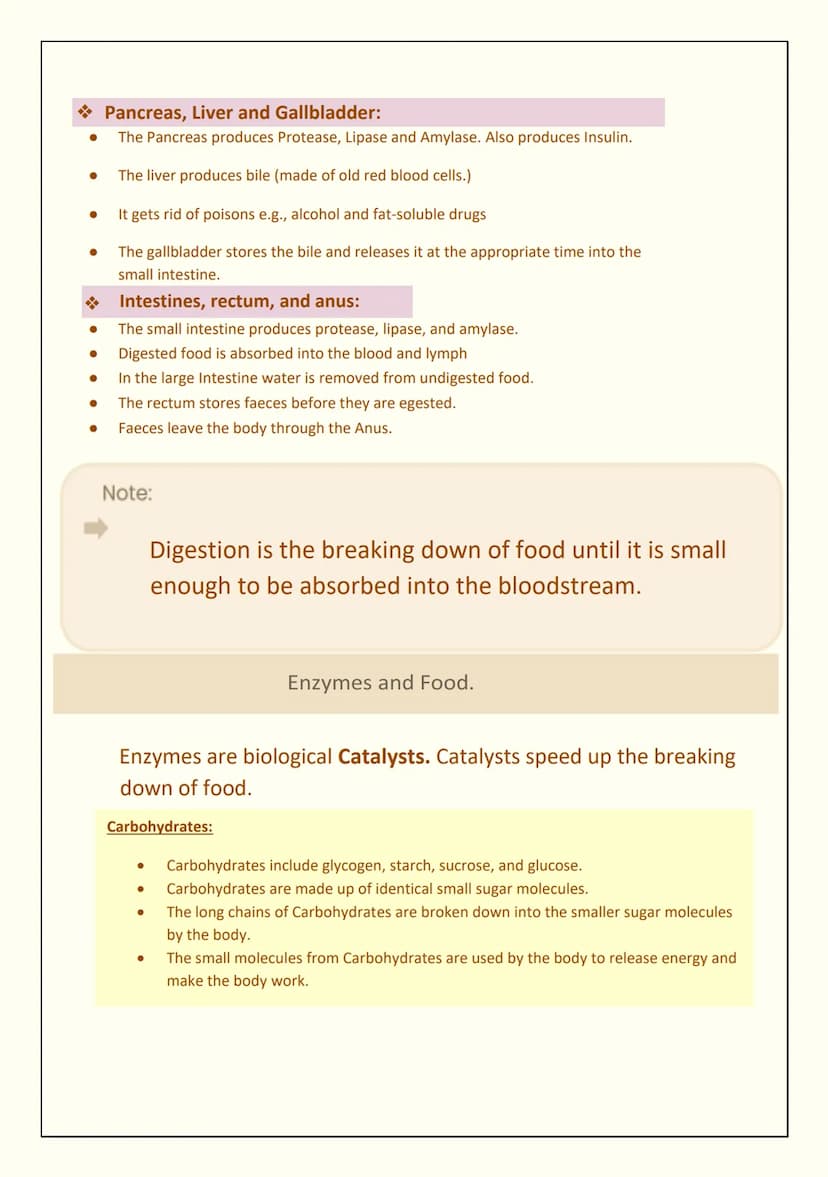 Mouth
●
●
●
●
●
THE DIGESTIVE SYSTEM
Science
Oesophagus and Stomach:
The oesophagus is a muscular tube that leads from the mouth to the stom