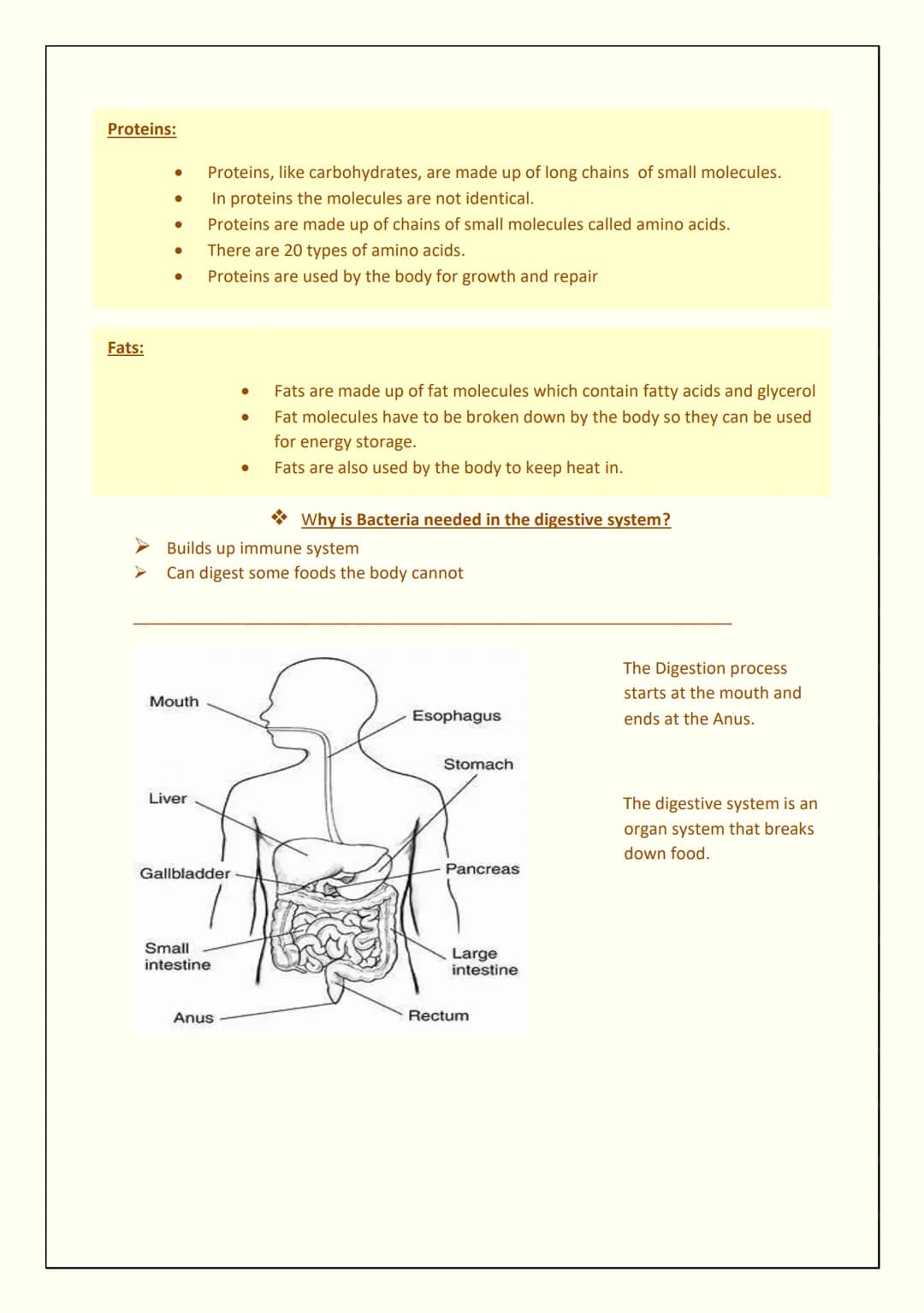 Mouth
●
●
●
●
●
THE DIGESTIVE SYSTEM
Science
Oesophagus and Stomach:
The oesophagus is a muscular tube that leads from the mouth to the stom