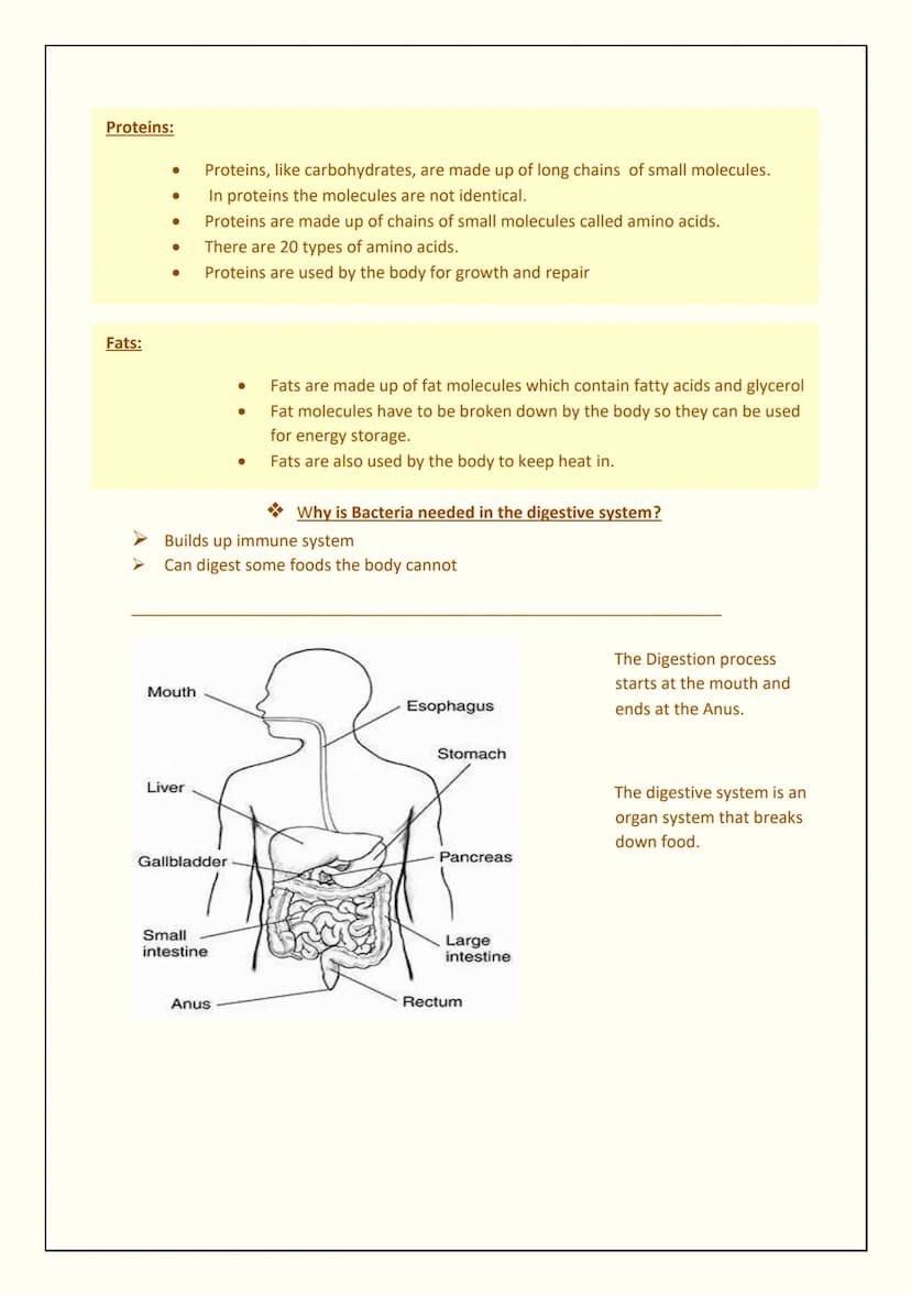 Mouth
●
●
●
●
●
THE DIGESTIVE SYSTEM
Science
Oesophagus and Stomach:
The oesophagus is a muscular tube that leads from the mouth to the stom