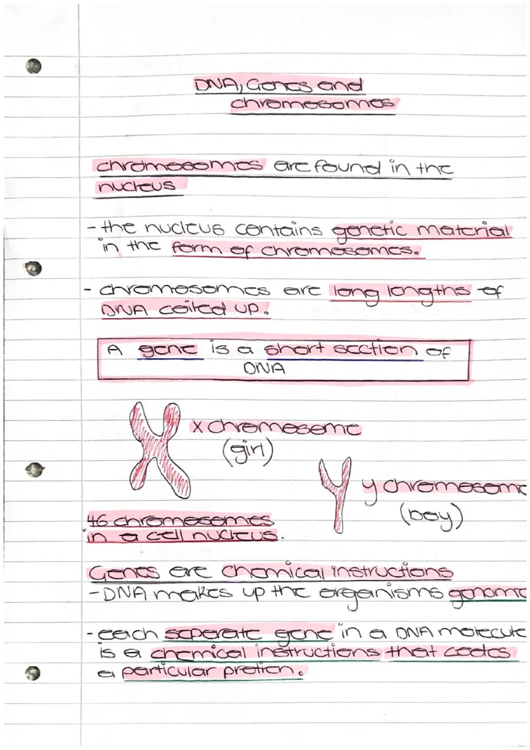 DNA, Goncas and
chromosomes

chromosomes are found in the
nucleus

- the nucleus contains genetic matcrial
in the form of chromosomes.

- ch