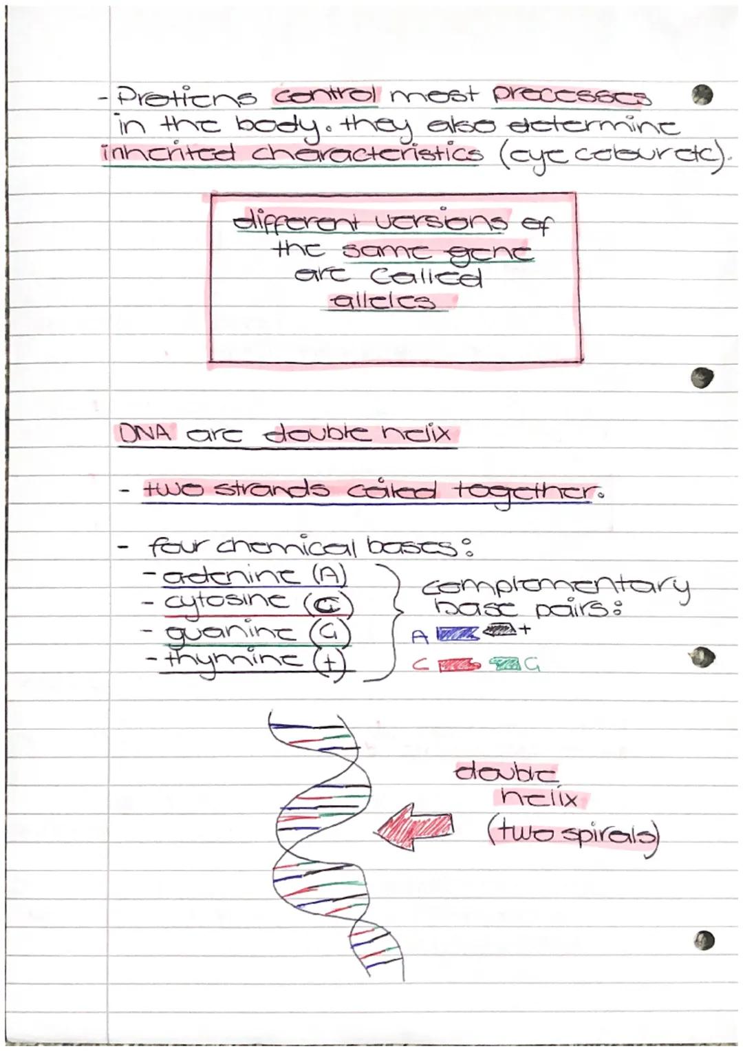 DNA, Goncas and
chromosomes

chromosomes are found in the
nucleus

- the nucleus contains genetic matcrial
in the form of chromosomes.

- ch