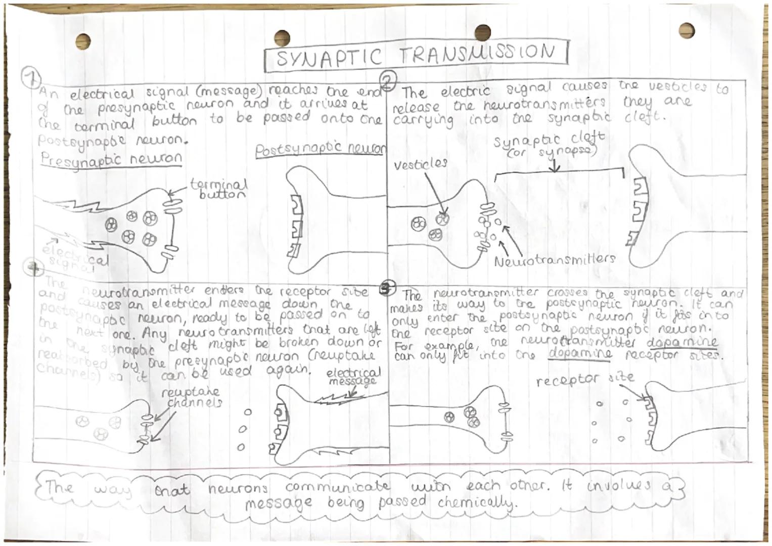 Dendrites
carry electrical NEURONS.
Signals to
nearby neurons
Nucleus
Contains
genetic (ONA)
material
Soma
Carries the
nucleus
Myelin Sheath