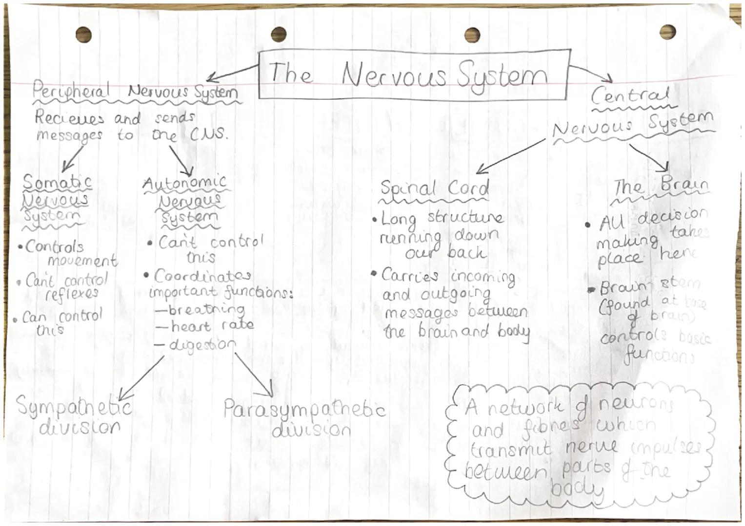 Dendrites
carry electrical NEURONS.
Signals to
nearby neurons
Nucleus
Contains
genetic (ONA)
material
Soma
Carries the
nucleus
Myelin Sheath