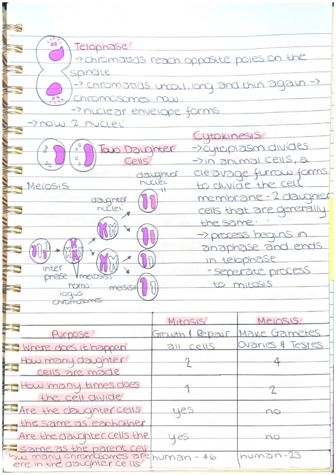 V
NHERITAN
A RIATIO
N
N
CE
N
A
Mitosis
OLU
interphase
-> cell carries out.
normal functions
-> prepare to divide
-> DNA is unravelled and re