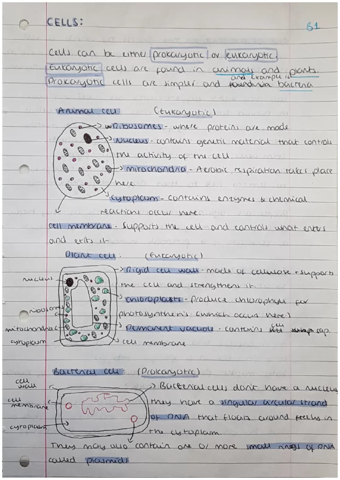 
<h2 id="cells">Cells</h2>
<p>Cells can be either prokaryotic or eukaryotic. Eukaryotic cells are found in animals and plants. Prokaryotic c