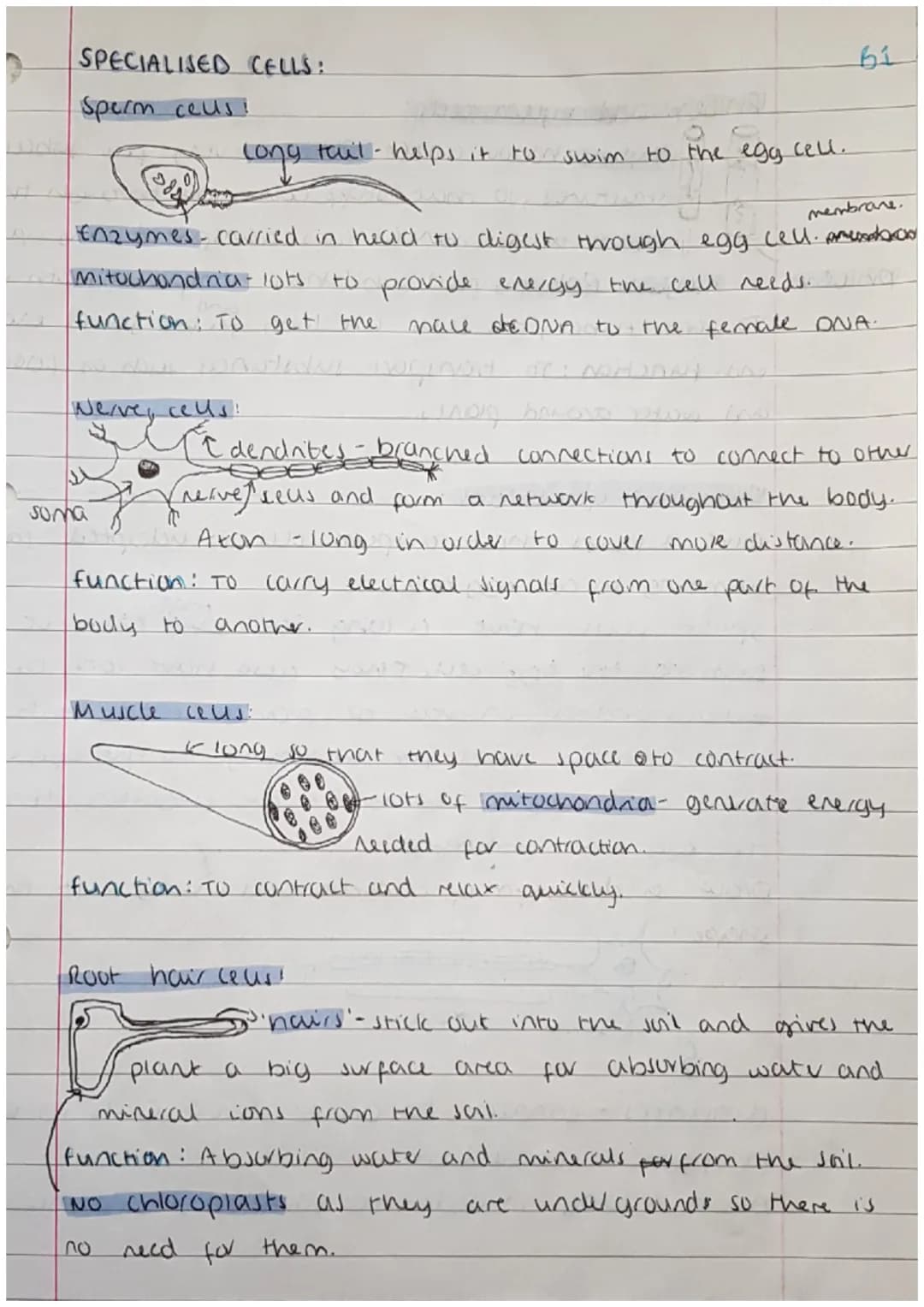 
<h2 id="cells">Cells</h2>
<p>Cells can be either prokaryotic or eukaryotic. Eukaryotic cells are found in animals and plants. Prokaryotic c