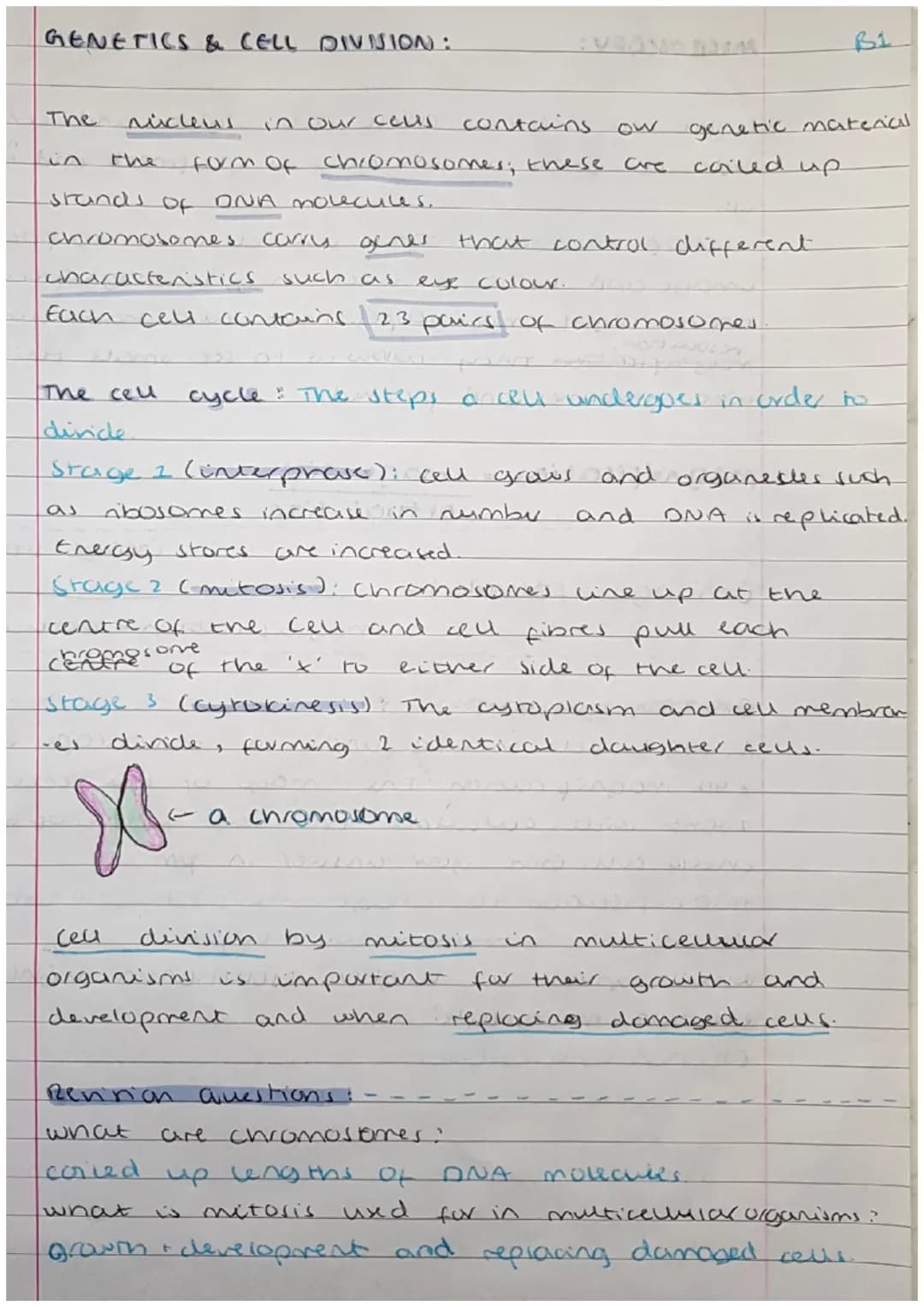 
<h2 id="cells">Cells</h2>
<p>Cells can be either prokaryotic or eukaryotic. Eukaryotic cells are found in animals and plants. Prokaryotic c