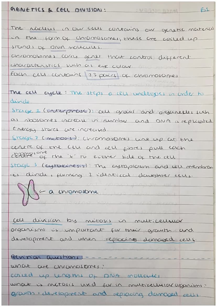 
<h2 id="cells">Cells</h2>
<p>Cells can be either prokaryotic or eukaryotic. Eukaryotic cells are found in animals and plants. Prokaryotic c