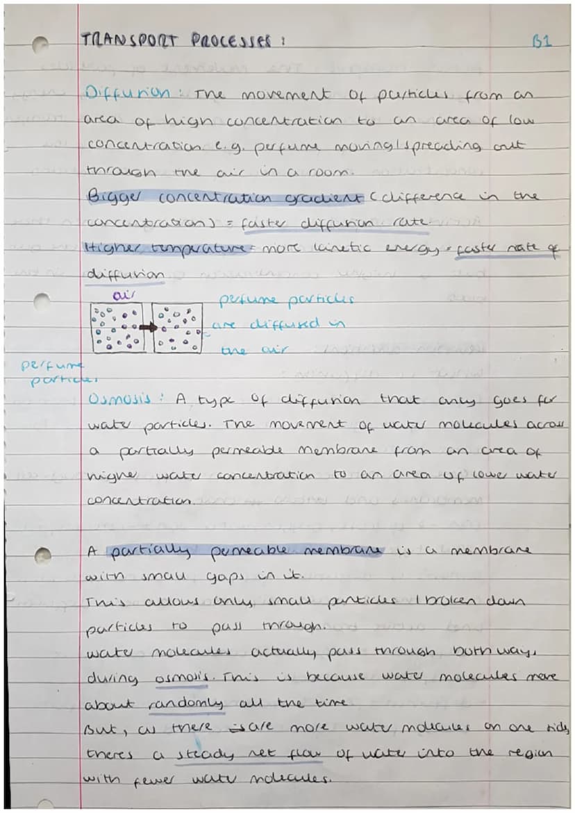 
<h2 id="cells">Cells</h2>
<p>Cells can be either prokaryotic or eukaryotic. Eukaryotic cells are found in animals and plants. Prokaryotic c
