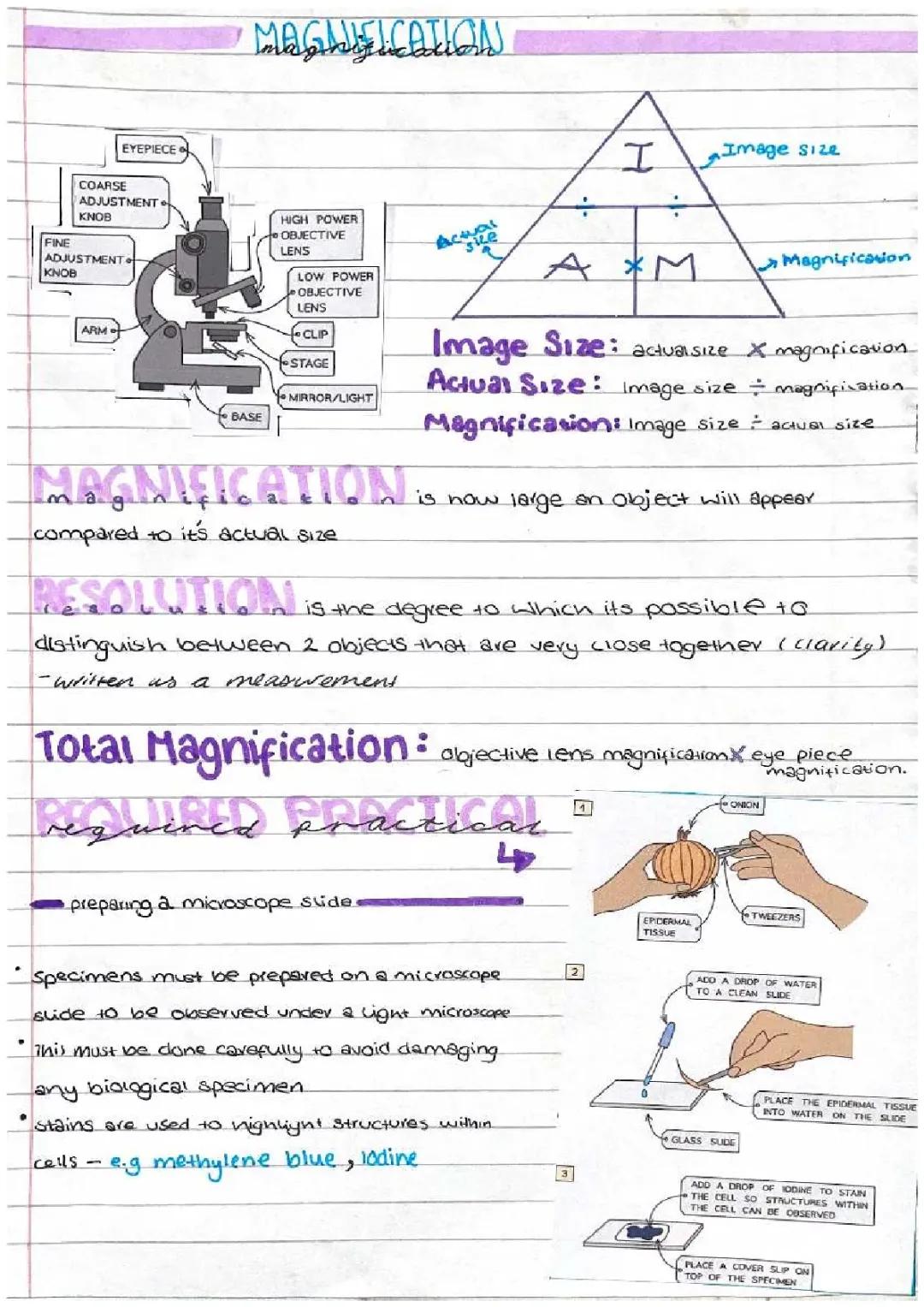 Understanding Magnification: The Biology Formula