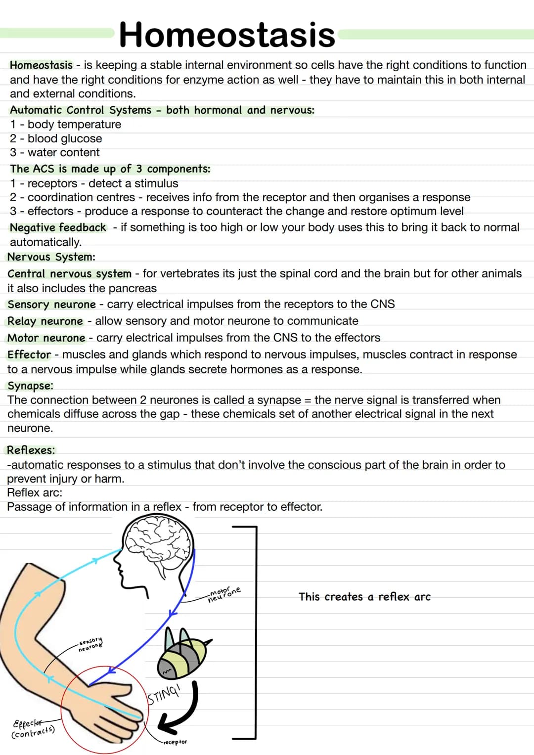 關 Homeostasis
Homeostasis - is keeping a stable internal environment so cells have the right conditions to function
and have the right condi