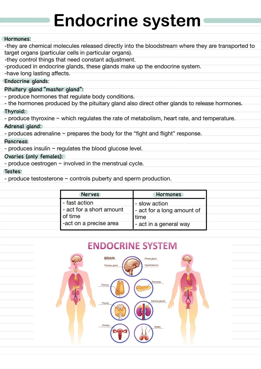 關 Homeostasis
Homeostasis - is keeping a stable internal environment so cells have the right conditions to function
and have the right condi