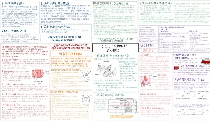 Know OCR Biology A - 3.1.1 - Exchange Surfaces  thumbnail