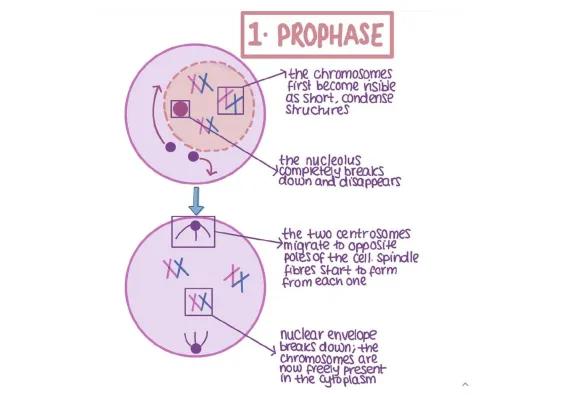 Know Mitosis- a level aqa thumbnail