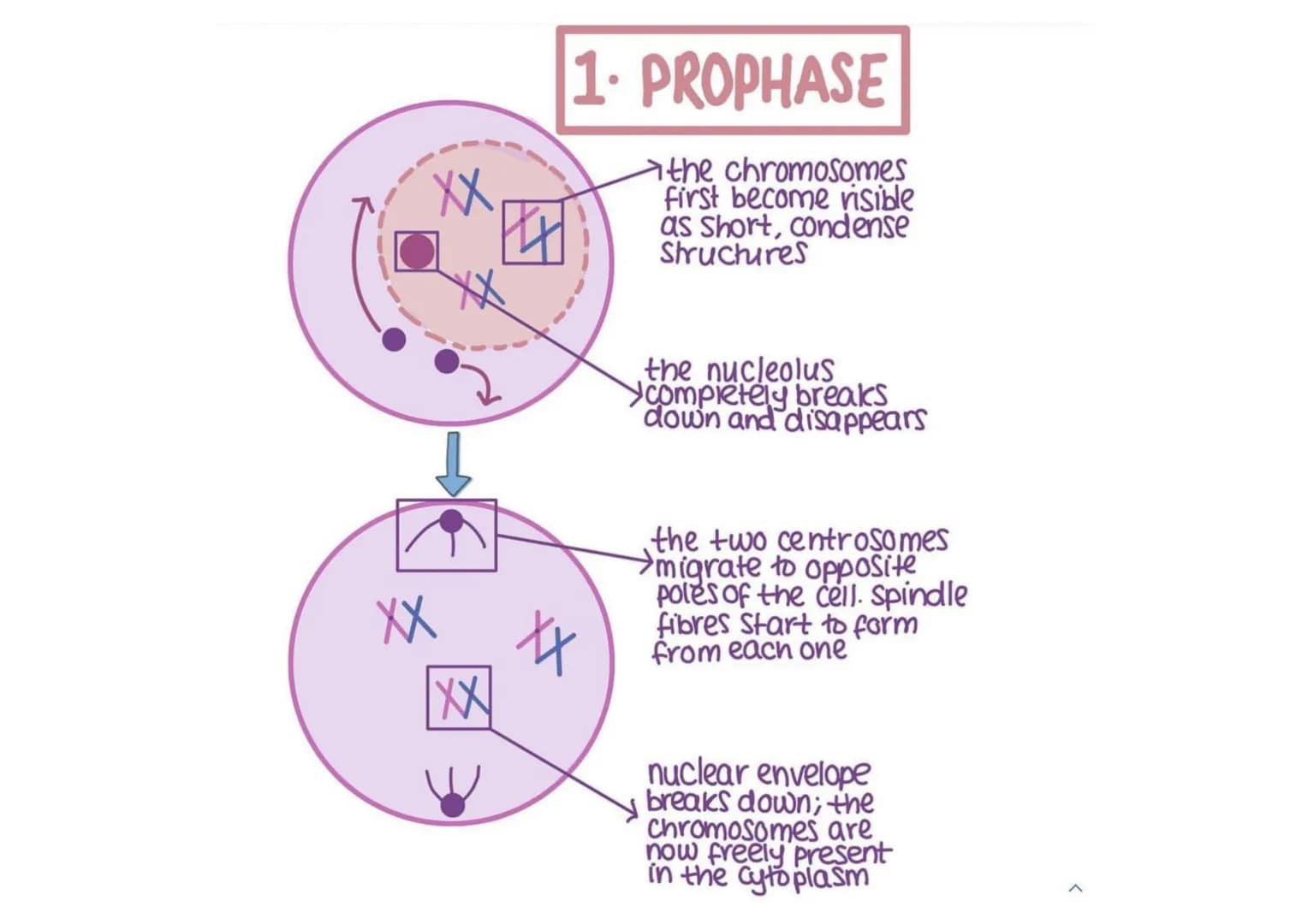 
<h2 id="prophasemitosisstagesanddescription">Prophase - Mitosis Stages and Description</h2>
<p>In the prophase stage of mitosis, the chromo