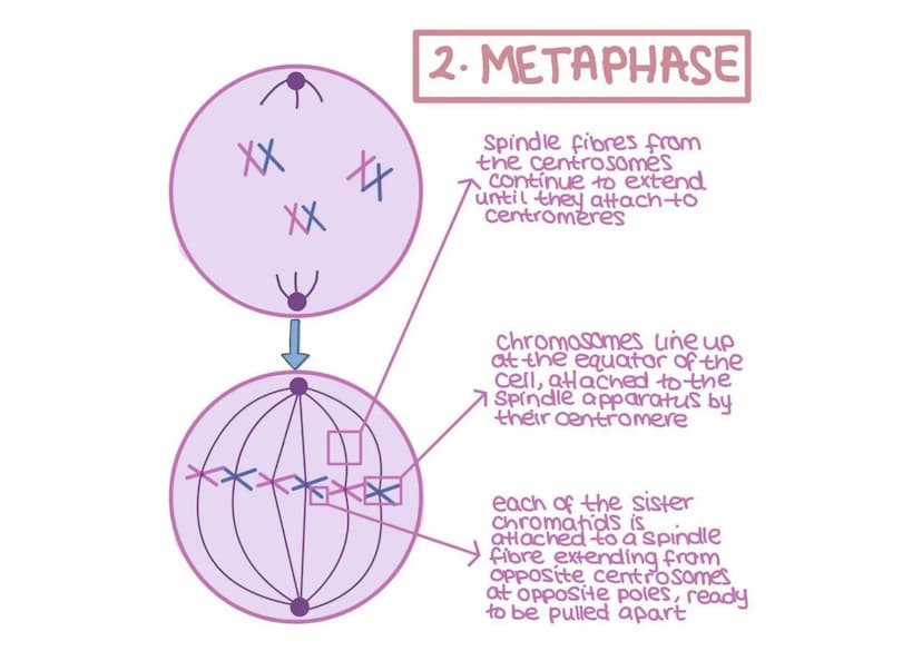 
<h2 id="prophasemitosisstagesanddescription">Prophase - Mitosis Stages and Description</h2>
<p>In the prophase stage of mitosis, the chromo