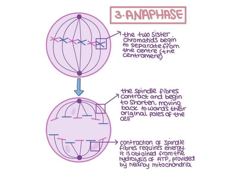 
<h2 id="prophasemitosisstagesanddescription">Prophase - Mitosis Stages and Description</h2>
<p>In the prophase stage of mitosis, the chromo