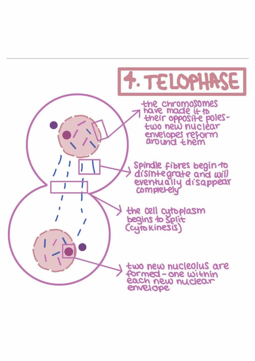 
<h2 id="prophasemitosisstagesanddescription">Prophase - Mitosis Stages and Description</h2>
<p>In the prophase stage of mitosis, the chromo