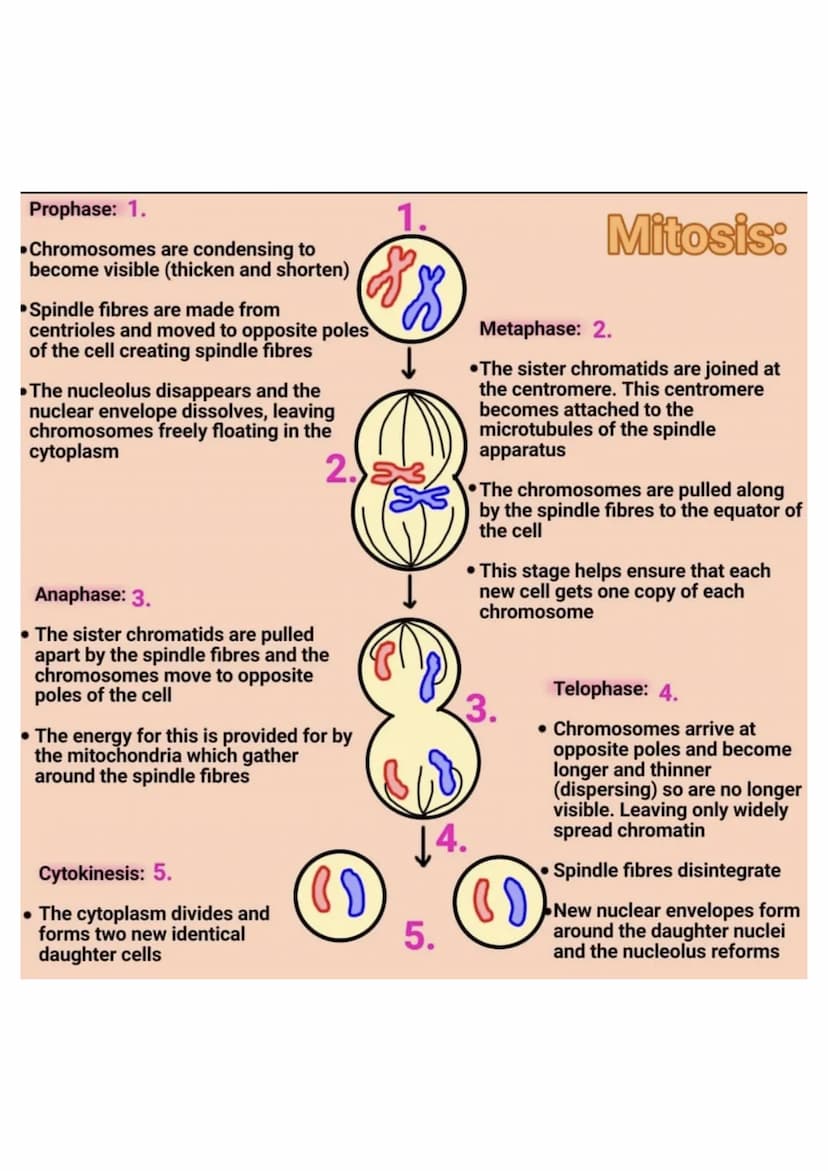 
<h2 id="prophasemitosisstagesanddescription">Prophase - Mitosis Stages and Description</h2>
<p>In the prophase stage of mitosis, the chromo