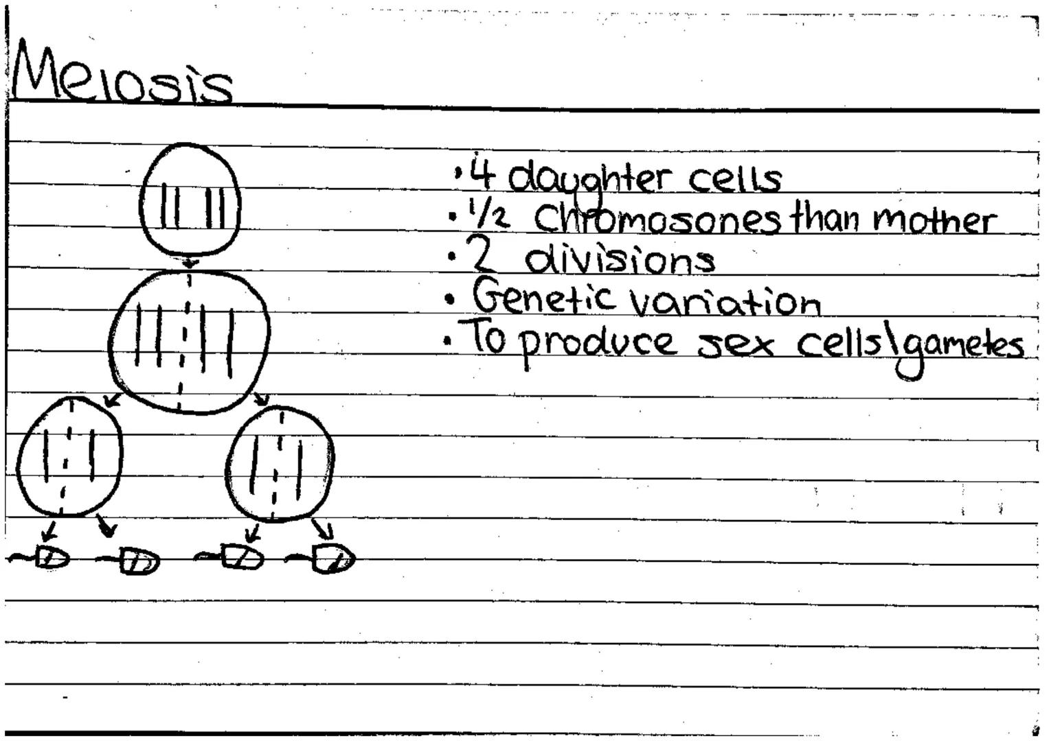 Genetic terms
colour.
Chromosone-a single molecule of DNA carries genomic info to cells.
Gene-basic unit of inheritance - physical + biologi