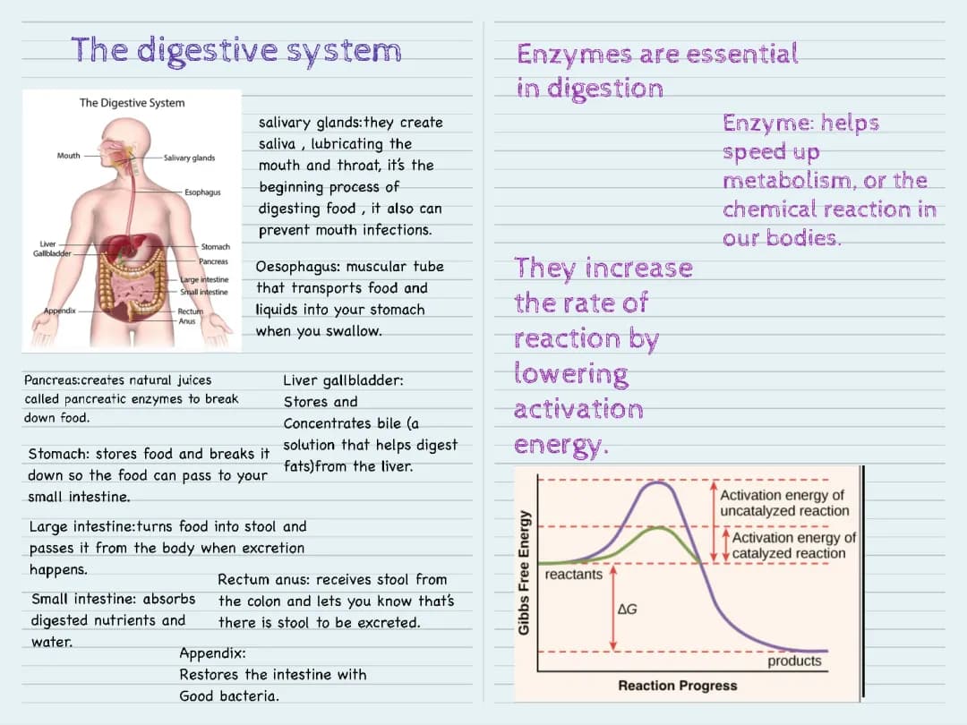 the digestive system 