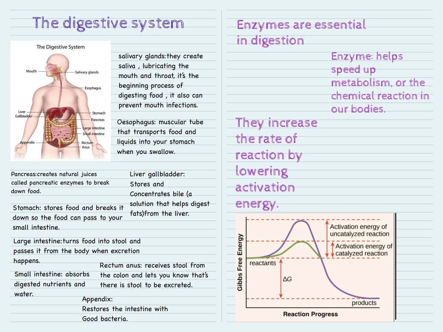 The digestive system
Mouth
Liver
Gallbladder
Appendix
The Digestive System
PWEDEED
Salivary glands
Esophagus
Stomach
Pancreas
Large intestin
