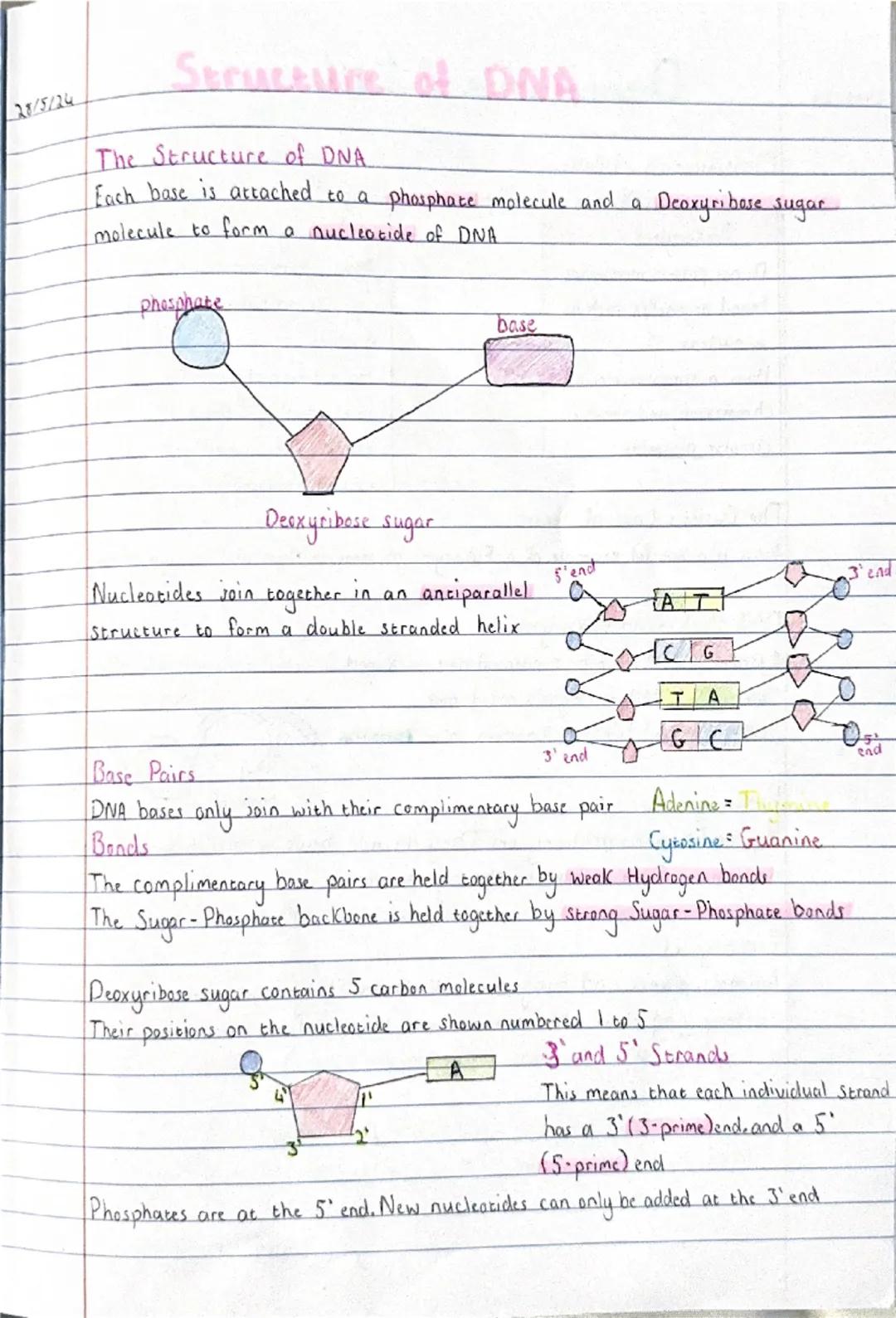 28/5/24
Structure of DNA
The Structure of DNA
Each base is attached to a phosphate molecule and a
molecule to form a nucleotide of DNA
phosp