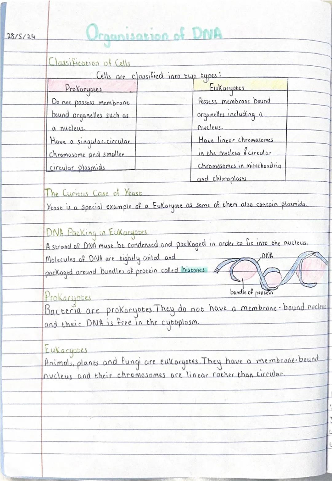 28/5/24
Structure of DNA
The Structure of DNA
Each base is attached to a phosphate molecule and a
molecule to form a nucleotide of DNA
phosp