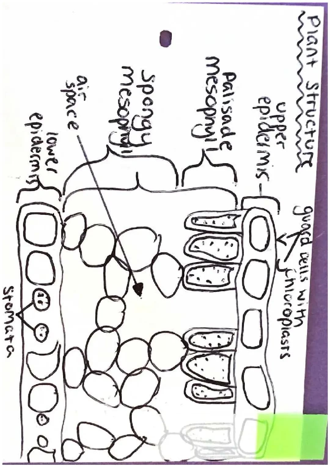 Biology Paper 1 Flashcards | Higher, Foundation & Printable