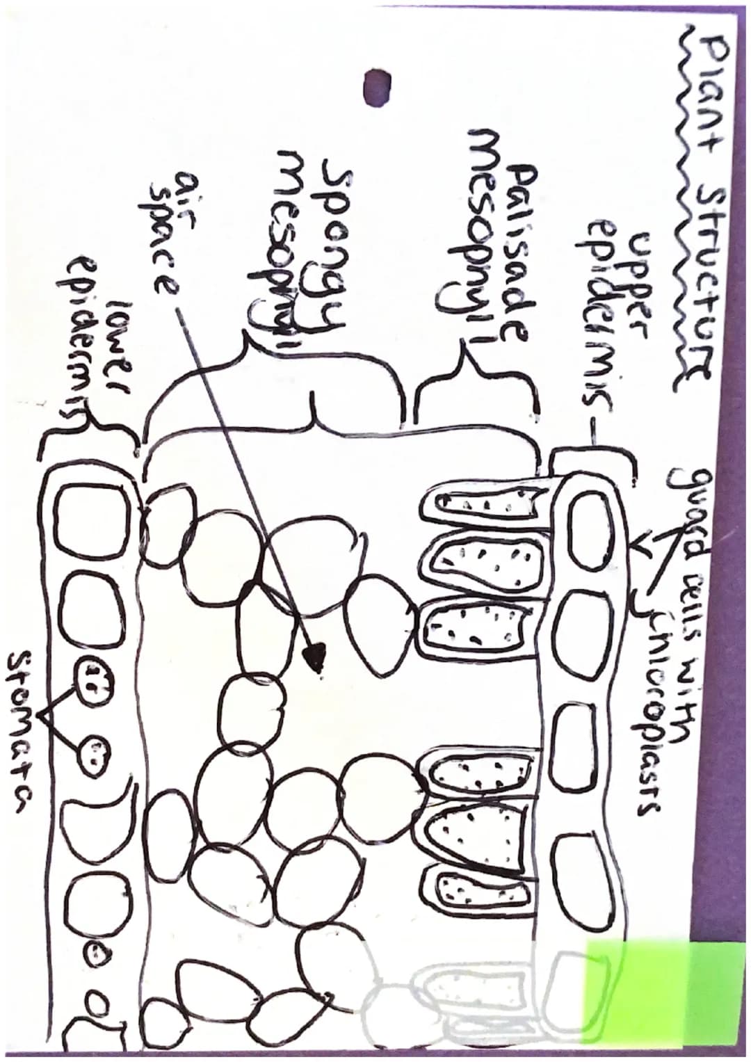 Plant Structure
upper
epidermis-[
Palisade
mesophy!
Spongy
mesophy
air
space
guard cells with
jchloroplasts
lower
epidermis OOQ O D O o
Stom
