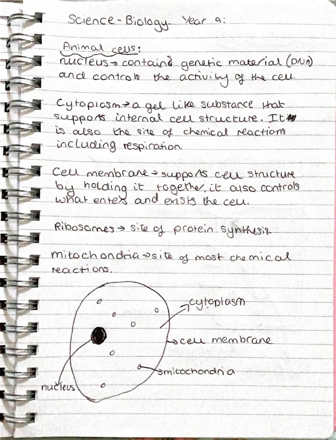 Science - Biology Year 9:

Animal cells:
nucleus → contains genetic material (DNA) and controls the activity of the cell.

Cytoplasm → a gel