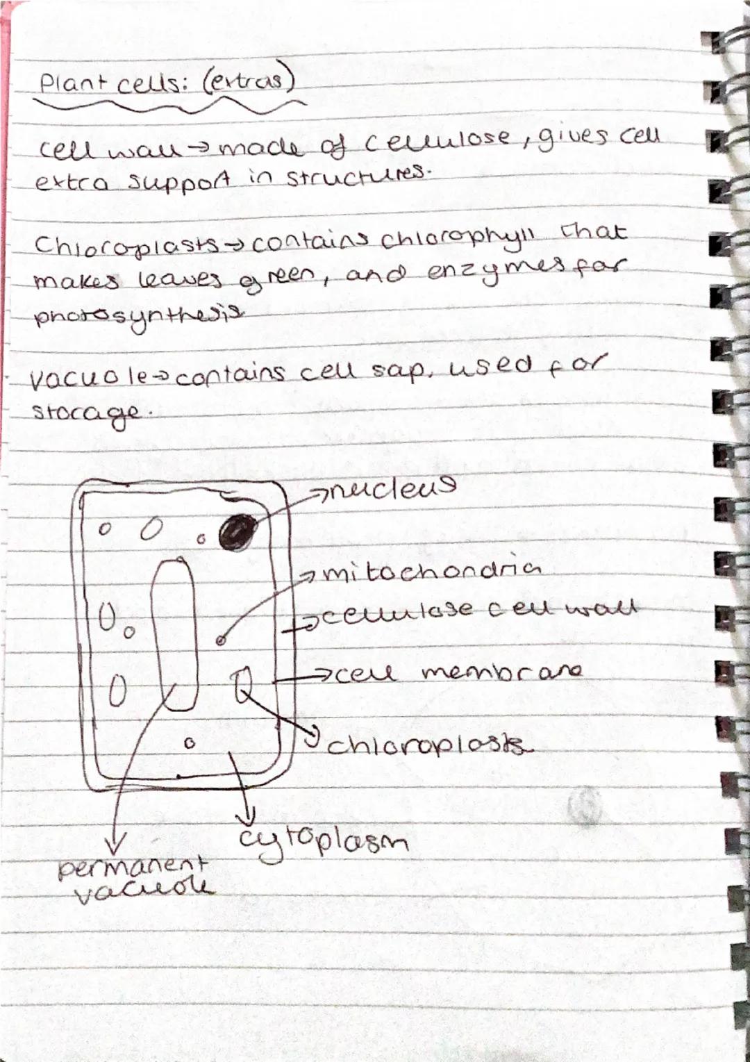Science - Biology Year 9:

Animal cells:
nucleus → contains genetic material (DNA) and controls the activity of the cell.

Cytoplasm → a gel
