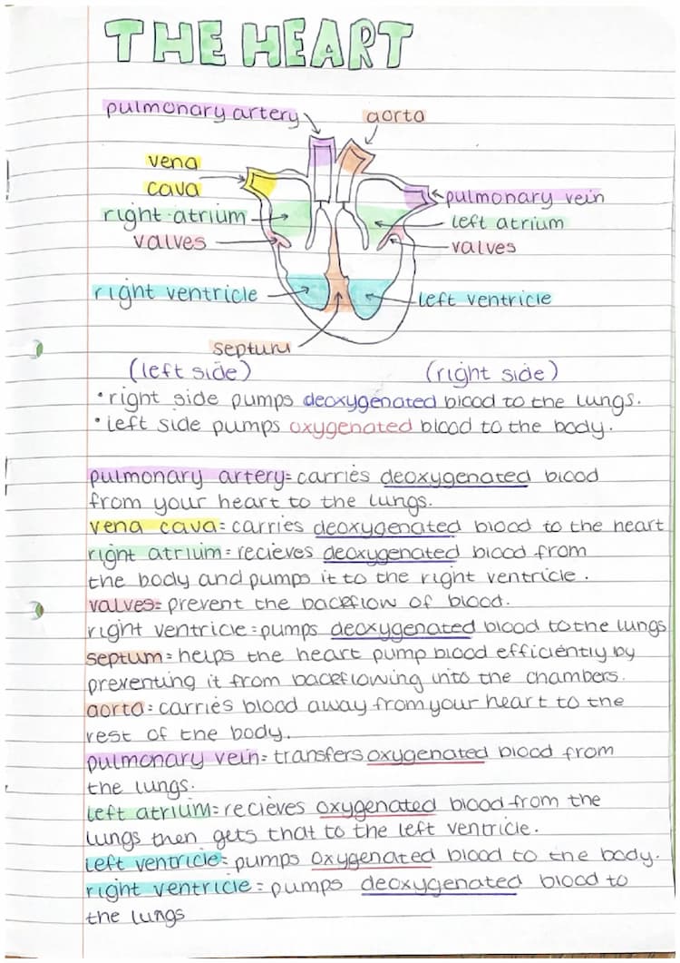Know The heart structure thumbnail
