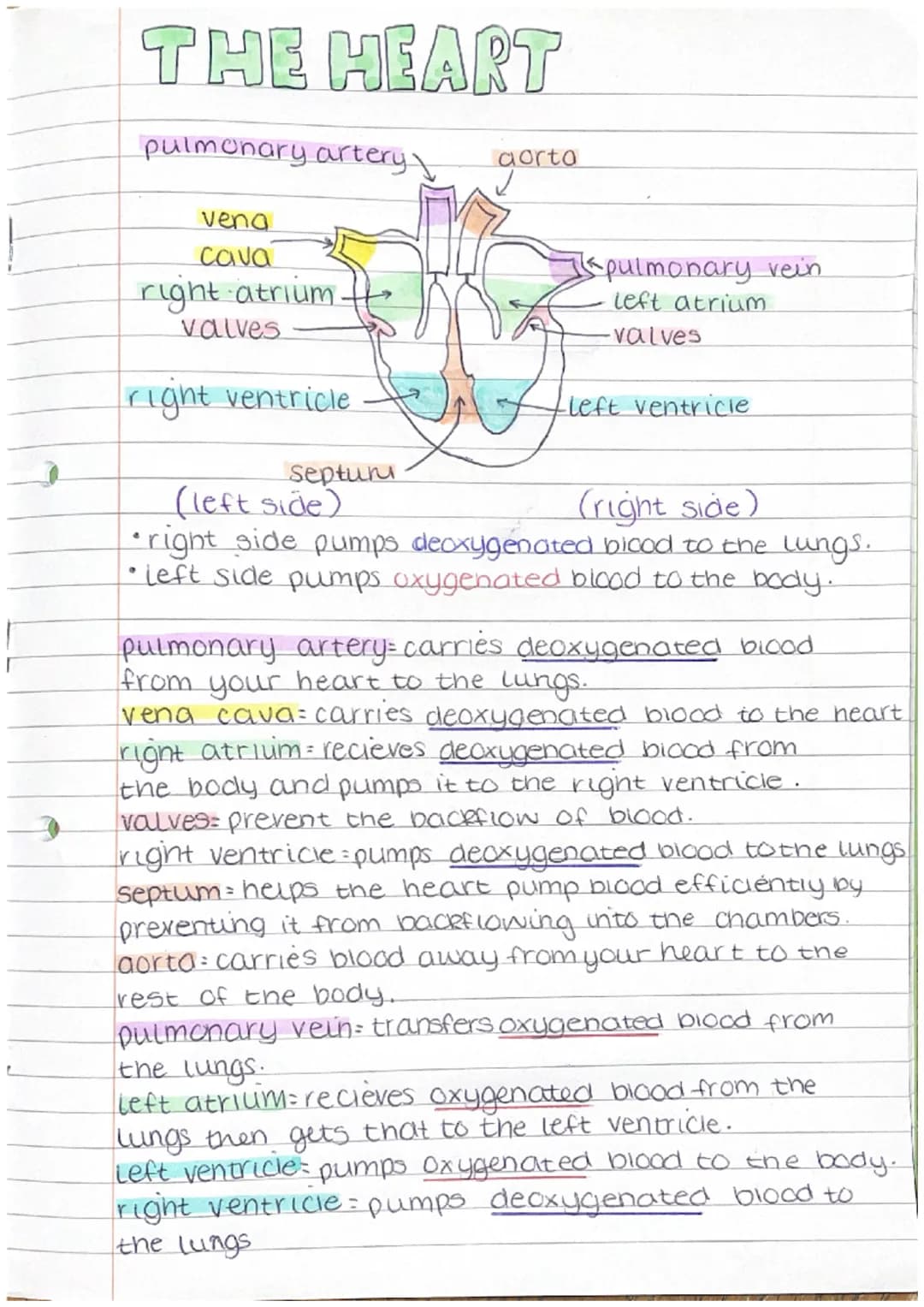 Į
THE HEART
pulmonary artery
vena
cava
right atrium
valves
right ventricle
Septuri
gorta
spulmonary vein
left atrium
-valves
-left ventricle