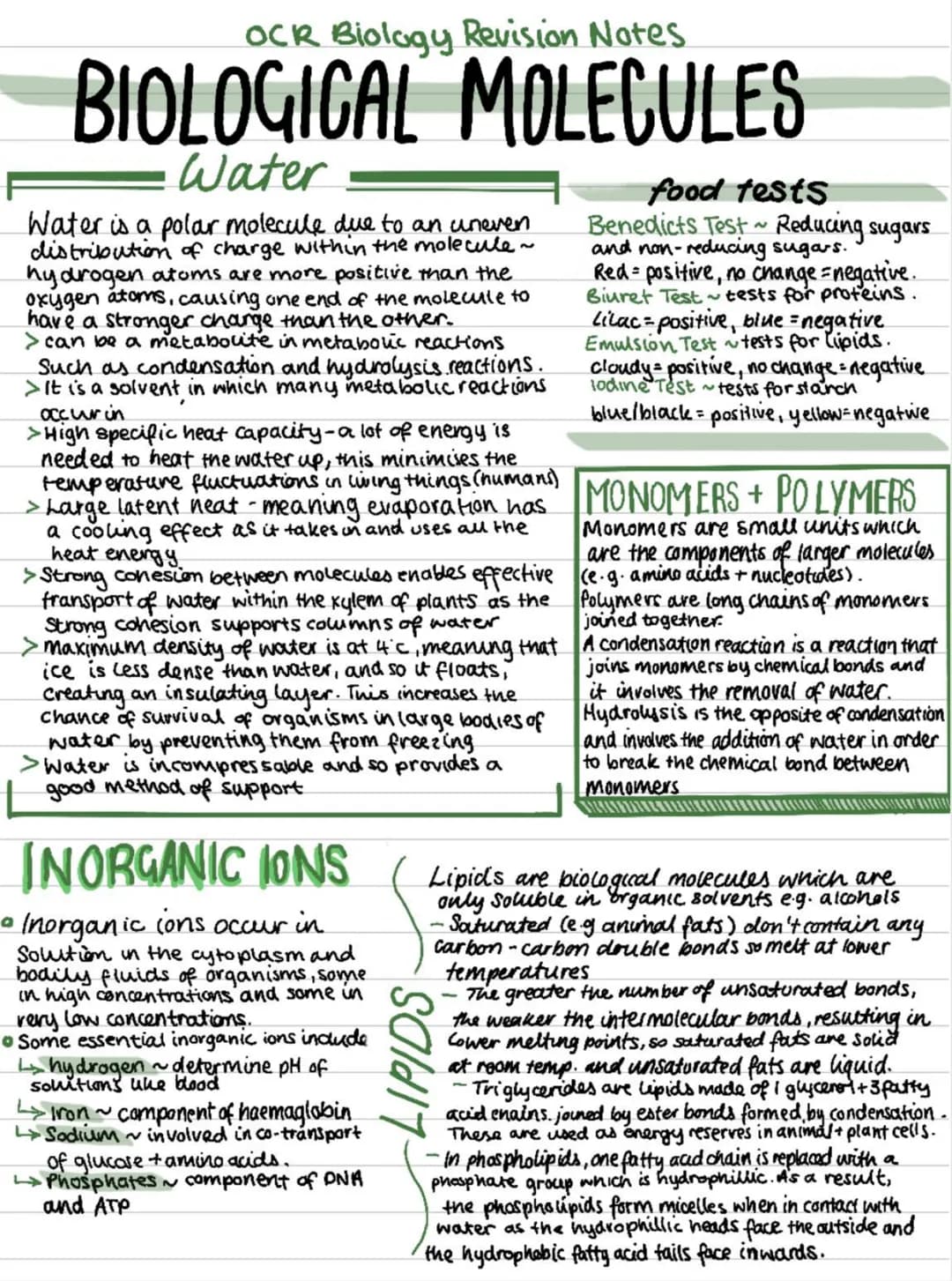OCR Biology Revision Notes
BIOLOGICAL MOLECULES
Water
Water is a polar molecule due to an uneven
distribution of charge within the molecule 
