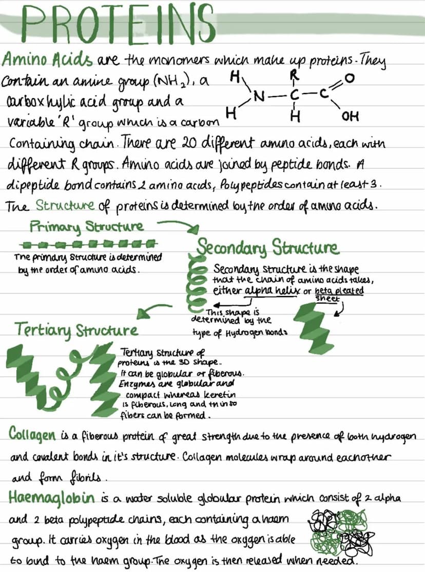 OCR Biology Revision Notes
BIOLOGICAL MOLECULES
Water
Water is a polar molecule due to an uneven
distribution of charge within the molecule 