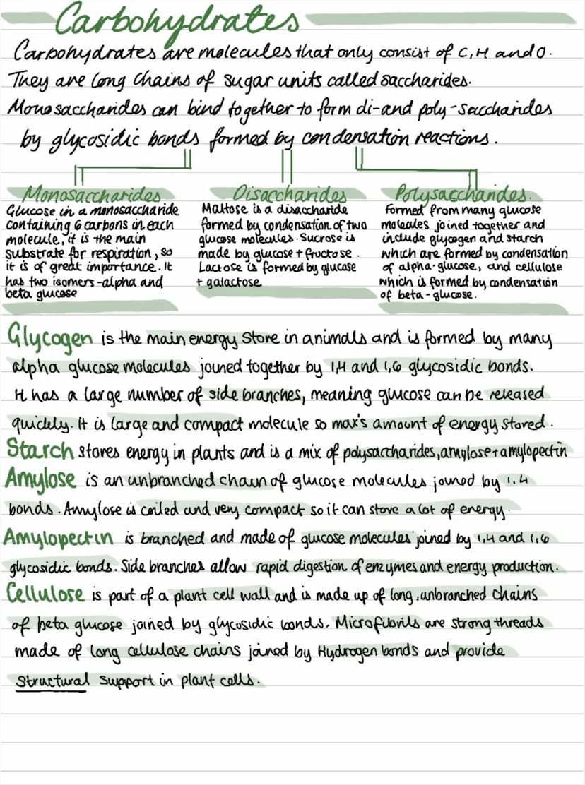 OCR Biology Revision Notes
BIOLOGICAL MOLECULES
Water
Water is a polar molecule due to an uneven
distribution of charge within the molecule 