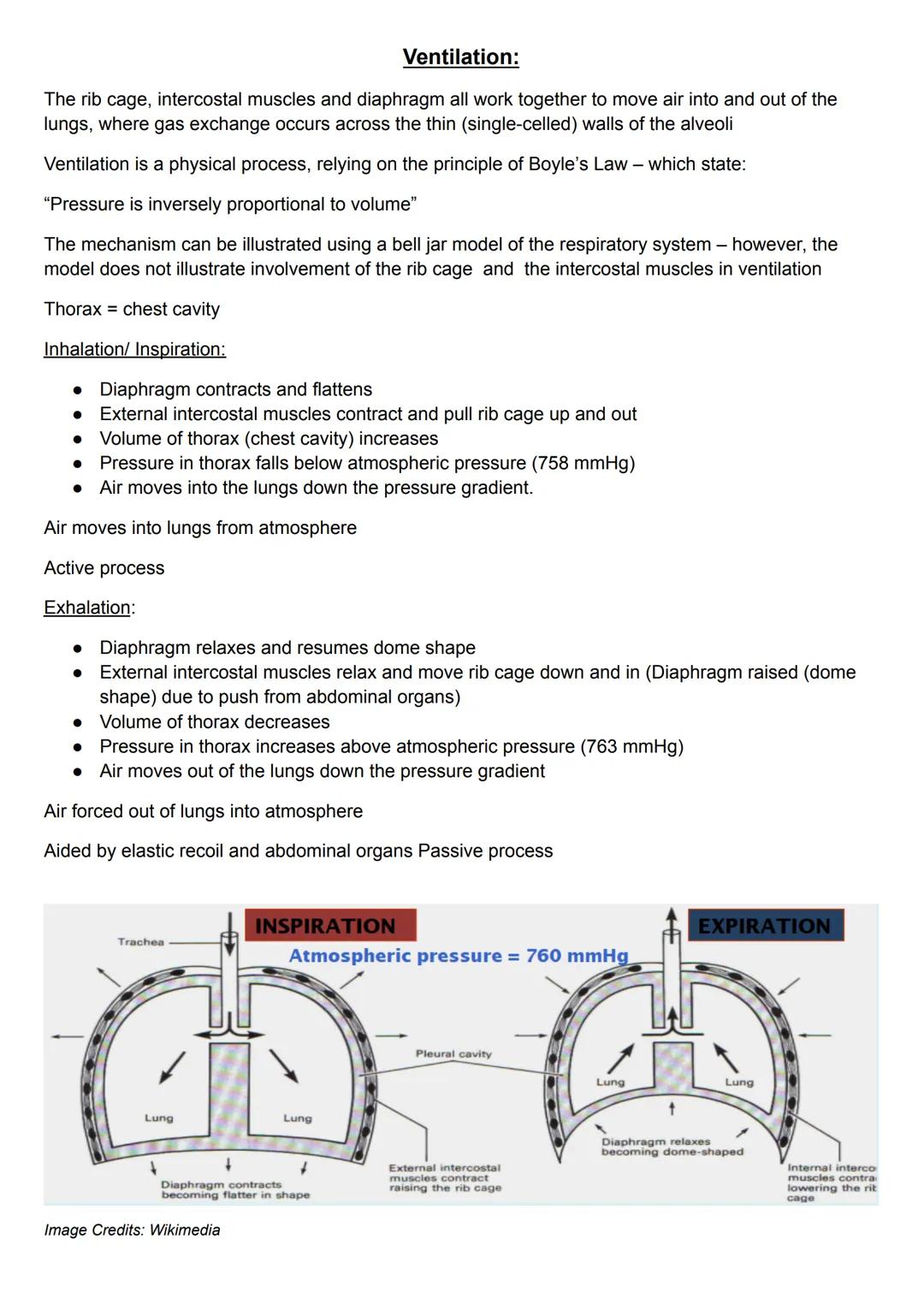 Ventilation:
The rib cage, intercostal muscles and diaphragm all work together to move air into and out of the
lungs, where gas exchange occ