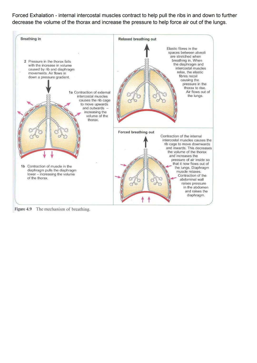 Ventilation:
The rib cage, intercostal muscles and diaphragm all work together to move air into and out of the
lungs, where gas exchange occ