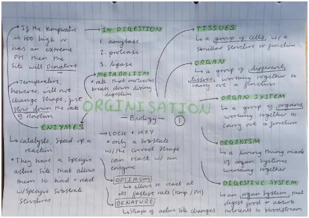 Biology P1: Organisation 