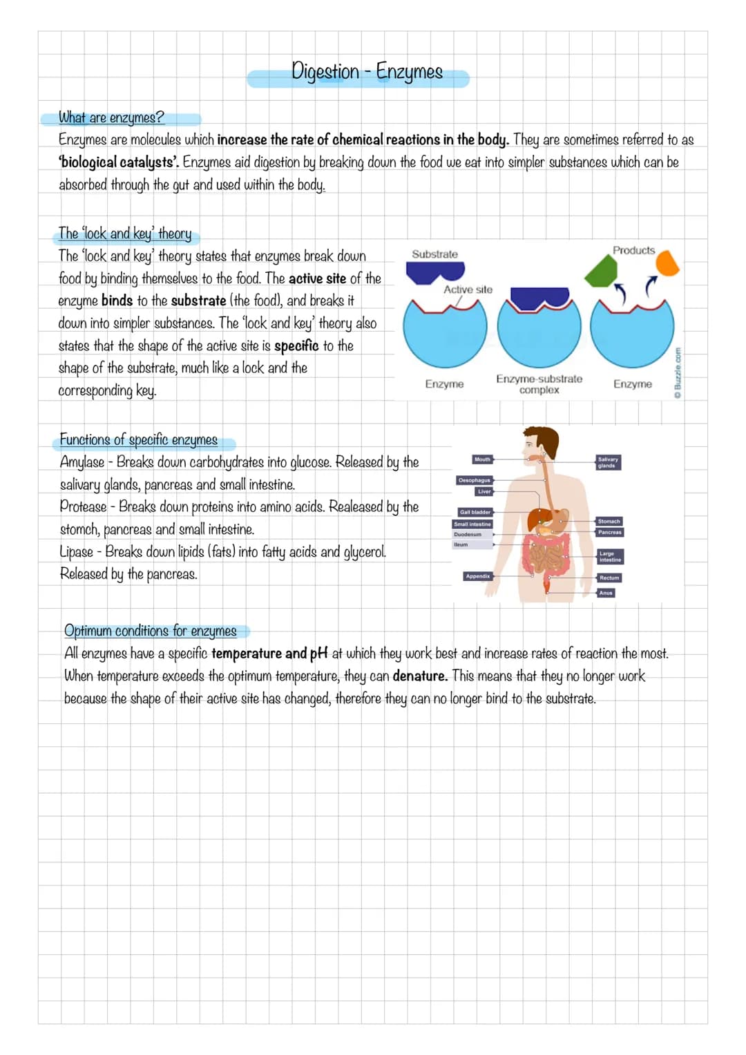 Digestion - Enzymes
What are enzymes?
Enzymes are molecules which increase the rate of chemical reactions in the body. They are sometimes re