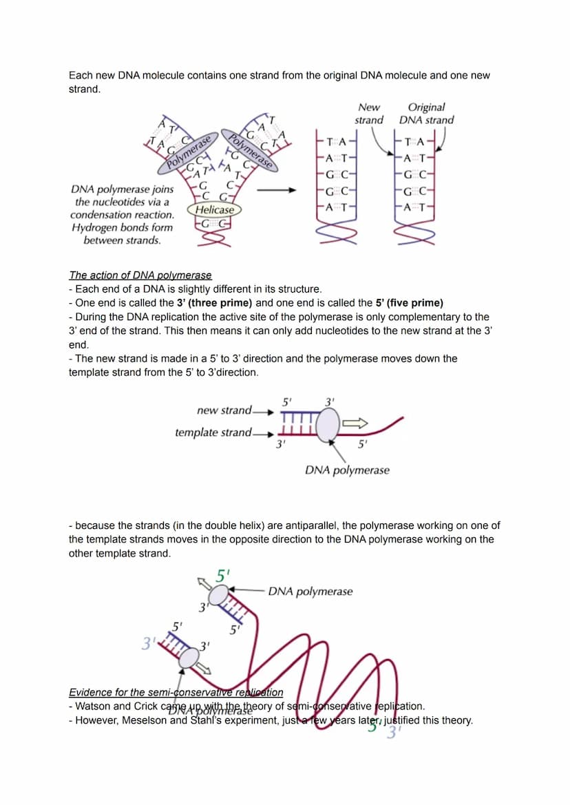 ****
RERERELO
DNA onlication
DNA Onlicatiom
DNA manlication
3.1.5.2 DNA replication
WolloWoe DINA
WolloWok DINA
WolloWok
и ошосеUNULL
и сушU