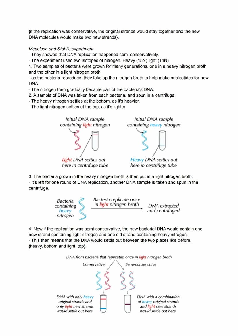 ****
RERERELO
DNA onlication
DNA Onlicatiom
DNA manlication
3.1.5.2 DNA replication
WolloWoe DINA
WolloWok DINA
WolloWok
и ошосеUNULL
и сушU
