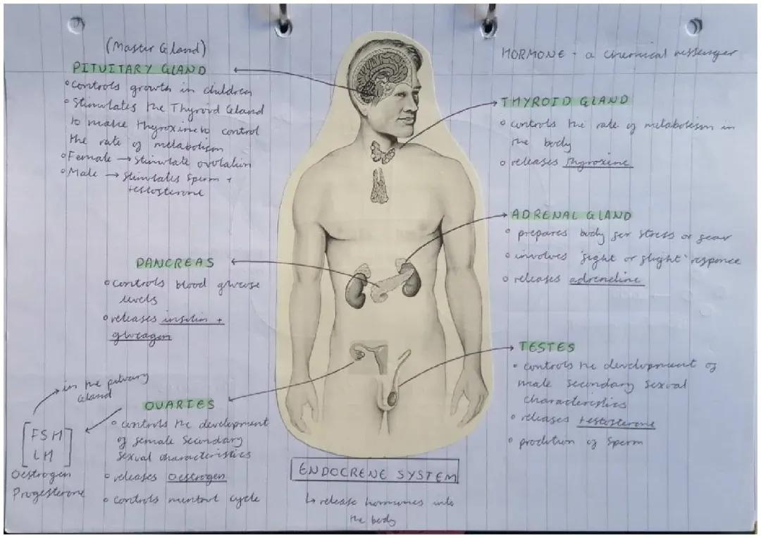 How Your Body's Glands Help Control Hormones and Stress