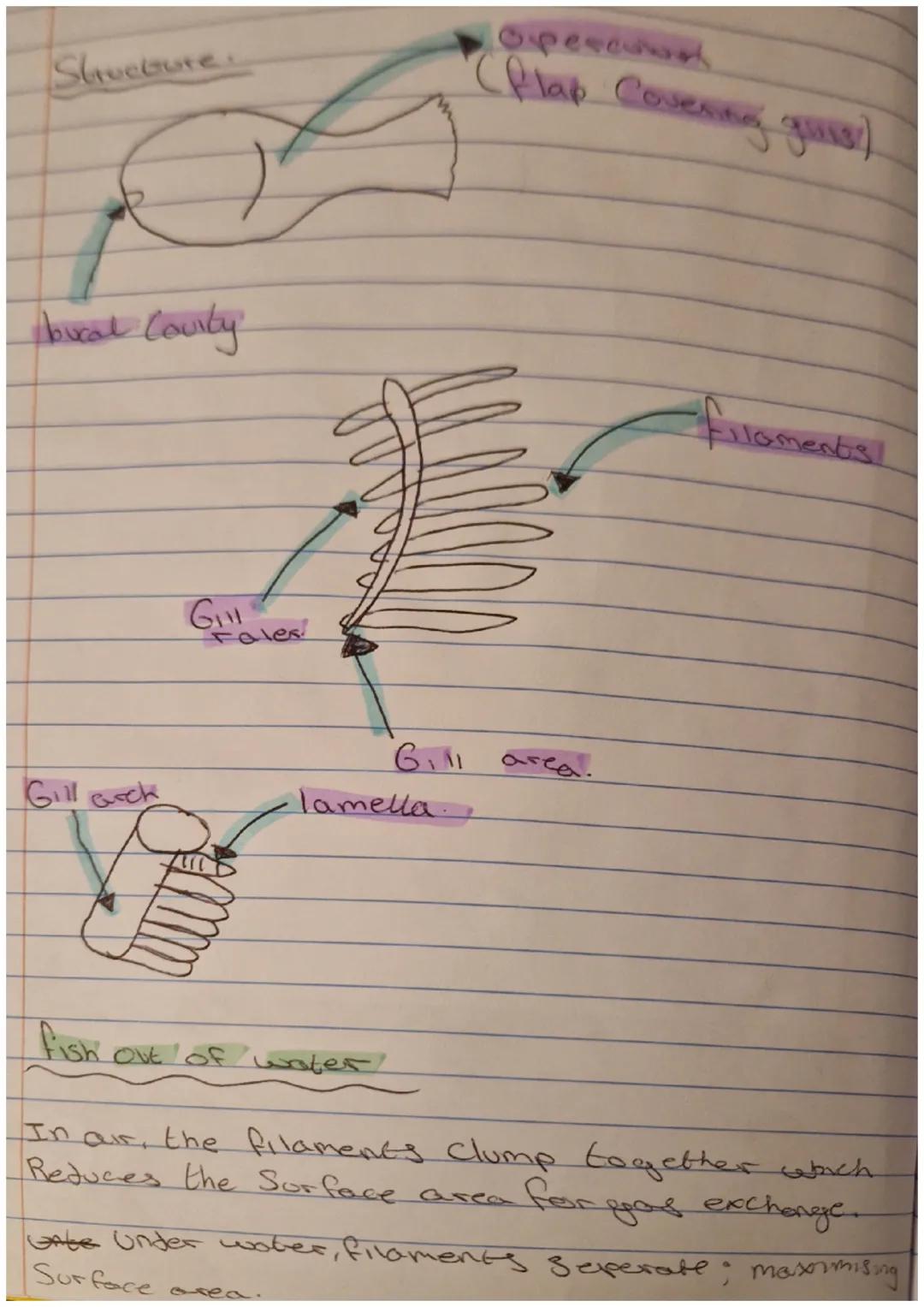 Stucture.
bucal Courty
Gill Grck
G
tales
Operasion
(flap Covering glins)
Gill area.
lamella.
Filaments
fish out of water
In ar, the filament