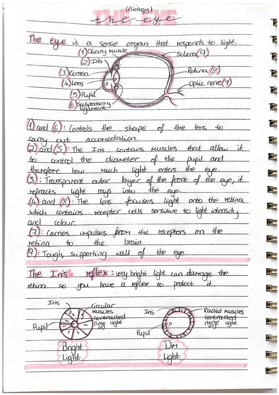 The
eye
(3) Comea
(4) Lens
is
a sense organ
(1) Gliary muscle
(2) Iris
(41) and (6): Controls the
(Biology)
the eye
that
(5) Pupil
(6) Suspe