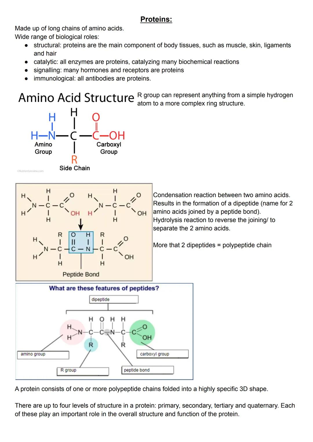 Protein Structure