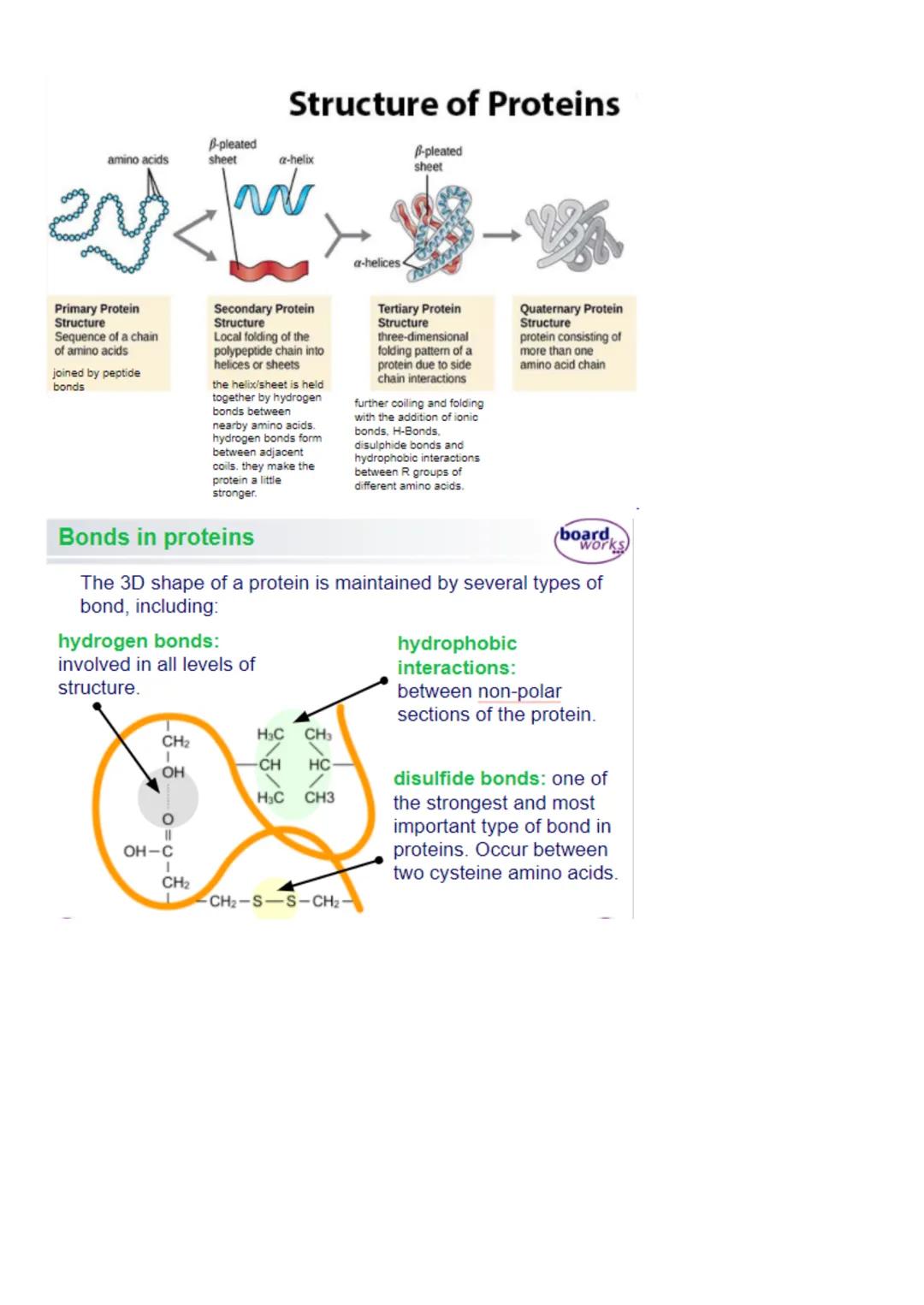 Made up of long chains of amino acids.
Wide range of biological roles:

Proteins:
*   structural: proteins are the main component of body ti